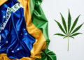 Court Ruling Could Lead to Cannabis Planting in Brazil