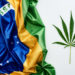 Court Ruling Could Lead to Cannabis Planting in Brazil