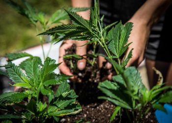 Medical Cannabis Cultivation Bill Approved in New Hampshire House