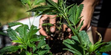 Medical Cannabis Cultivation Bill Approved in New Hampshire House