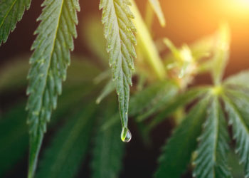 Dutch Government to Donate $1.5M to Fund CBD, Epilepsy Study