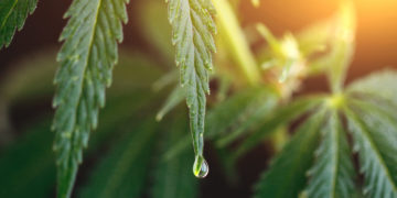 Dutch Government to Donate $1.5M to Fund CBD, Epilepsy Study