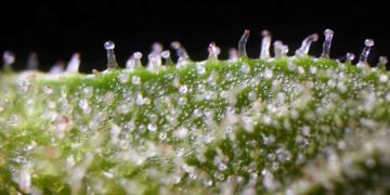 Mississippi Lawmakers Approve Changes to Medical Cannabis Law