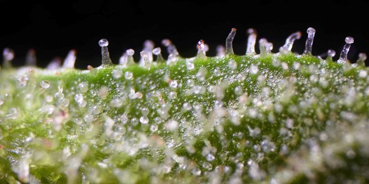 Mississippi Lawmakers Approve Changes to Medical Cannabis Law