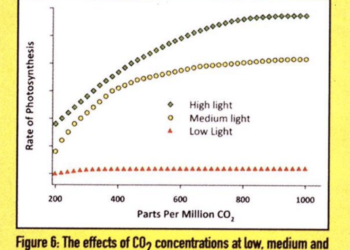 From the Archives: Light Through the Eyes of Cannabis (2011)