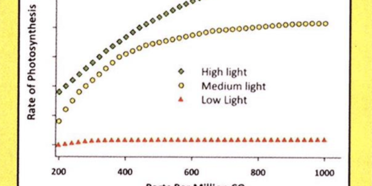 From the Archives: Light Through the Eyes of Cannabis (2011)