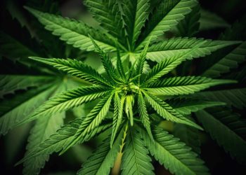 Minnesota House Approves Adult-Use Cannabis Legalization Bill