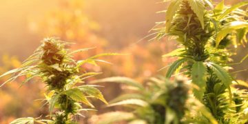 Jamaica Officials Advocate for Support of Small Scale Cannabis Cultivation