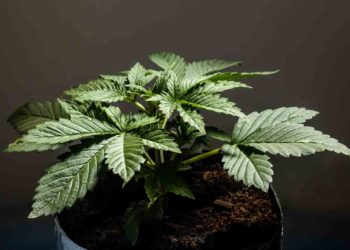 The Veteran Chronicles: Gotta Grow