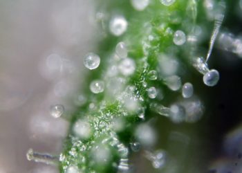 Wisconsin GOP Leaders Kill 500+ Proposals from Governor, Including Legal Cannabis