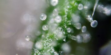 Wisconsin GOP Leaders Kill 500+ Proposals from Governor, Including Legal Cannabis