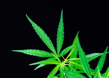 DEA States New Rules for Synthetic Cannabinoids