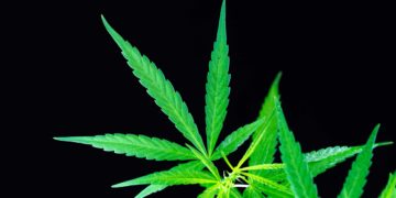 DEA States New Rules for Synthetic Cannabinoids