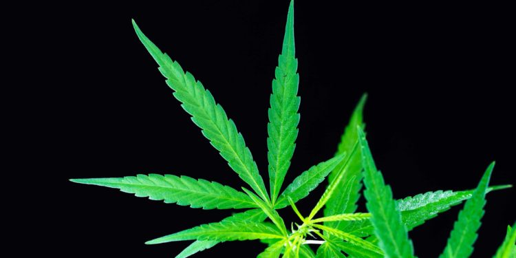 DEA States New Rules for Synthetic Cannabinoids