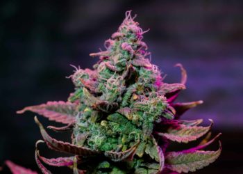 Maryland Governor Approves Bills on Cannabis Reform, Abortion Protection, Gender-Affirming Treatment