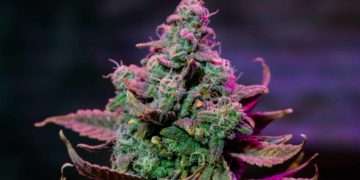 Maryland Governor Approves Bills on Cannabis Reform, Abortion Protection, Gender-Affirming Treatment