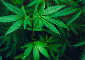 North Carolina Cherokee Chief Rejects $64 Million Proposal for State’s First Dispensary