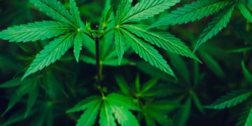 North Carolina Cherokee Chief Rejects $64 Million Proposal for State’s First Dispensary