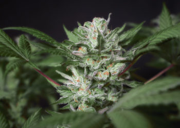 Ohio Group Starts Push To Get Legalization Measure On Ballot