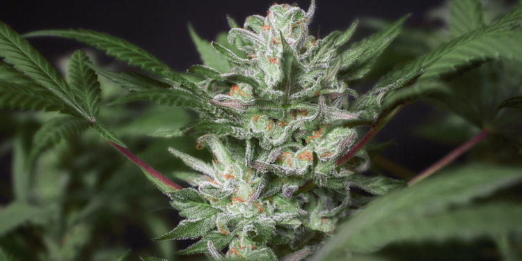 Ohio Group Starts Push To Get Legalization Measure On Ballot