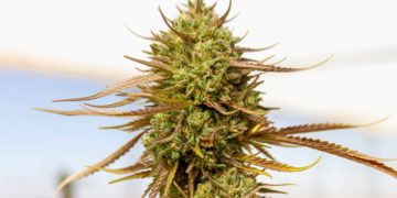 Washington Governor Signs Bill to Protect Employees from Drug Testing for THC