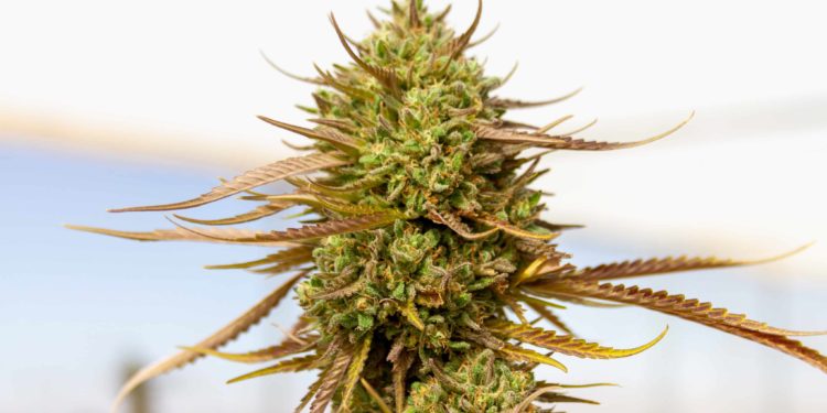 Washington Governor Signs Bill to Protect Employees from Drug Testing for THC