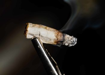 Littered Joint Roaches Wreak Havoc for Dog Parents in New York City