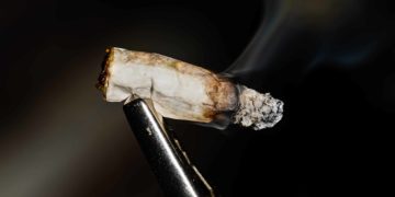 Littered Joint Roaches Wreak Havoc for Dog Parents in New York City