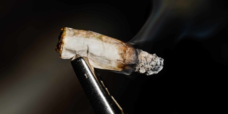 Littered Joint Roaches Wreak Havoc for Dog Parents in New York City