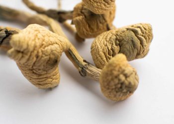 Oregon Awards License for First Psilocybin Service Center