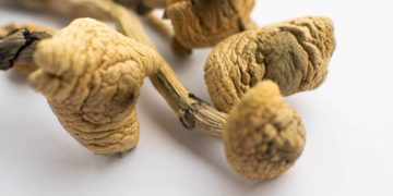 Oregon Awards License for First Psilocybin Service Center