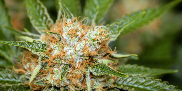 Louisiana House of Representatives Passes Cannabis Expungement Bill