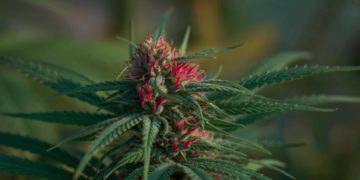 Connecticut Takes in $21 Million in Legal Weed Sales for April