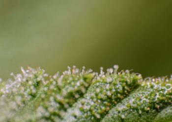 Study Says Cannabis Legalization Could Net Western Australia $243.5 Million Windfall