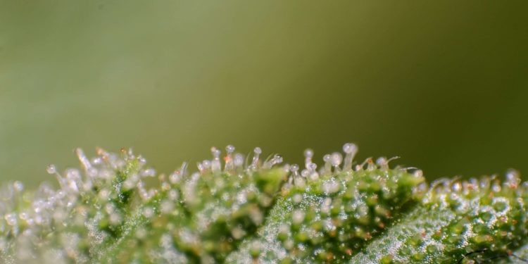 Study Says Cannabis Legalization Could Net Western Australia $243.5 Million Windfall