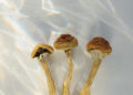 U.K. Lawmakers Mull Psychedelics Reform