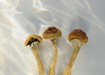 U.K. Lawmakers Mull Psychedelics Reform