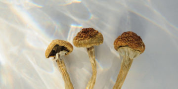 U.K. Lawmakers Mull Psychedelics Reform