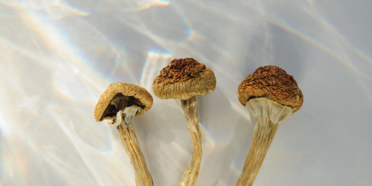 U.K. Lawmakers Mull Psychedelics Reform