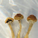 U.K. Lawmakers Mull Psychedelics Reform