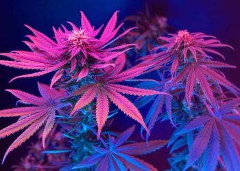 Florida Lawmakers Pass Cannabis Telehealth Bill