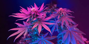 Florida Lawmakers Pass Cannabis Telehealth Bill