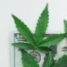 New Report From Marijuana Policy Project Examines Eight Years of Cannabis Tax Revenue
