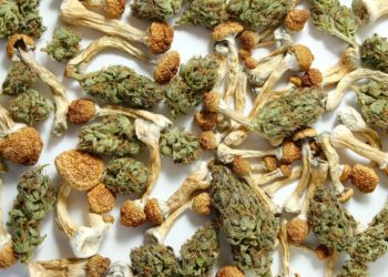 Riverside County Law Enforcement Seizes $1 Million in Illegal Cannabis, Mushroom Products