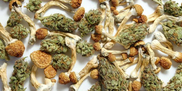 Riverside County Law Enforcement Seizes $1 Million in Illegal Cannabis, Mushroom Products