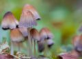 Salem, Massachusetts Will No Longer Arrest People for Psilocybin