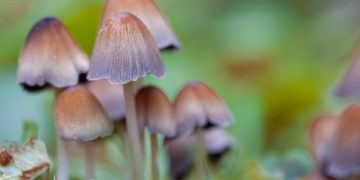 Salem, Massachusetts Will No Longer Arrest People for Psilocybin