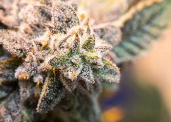 Minnesota Senate Approves Cannabis Legalization Bill