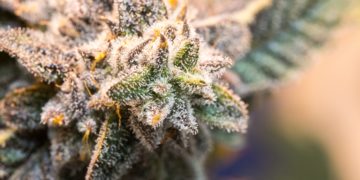 Minnesota Senate Approves Cannabis Legalization Bill