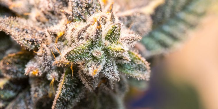 Minnesota Senate Approves Cannabis Legalization Bill